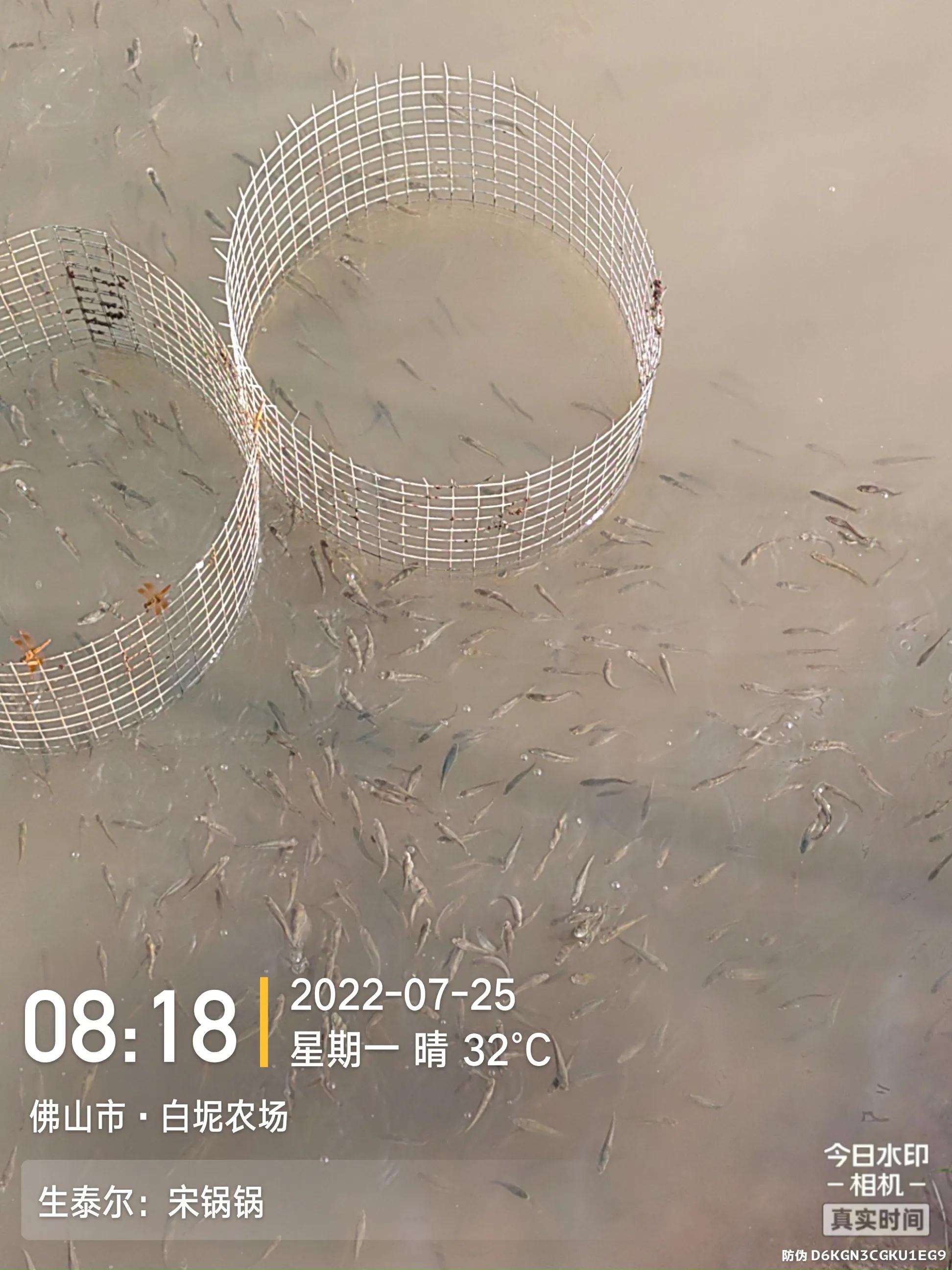 鱼杯状病毒怎么治疗,生鱼弹状病毒特征