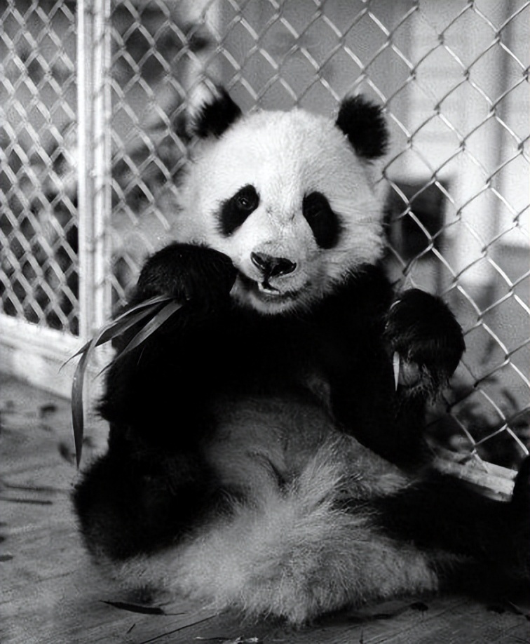 国宝熊猫丫丫回国了吗,国宝熊猫丫丫真的回国了吗