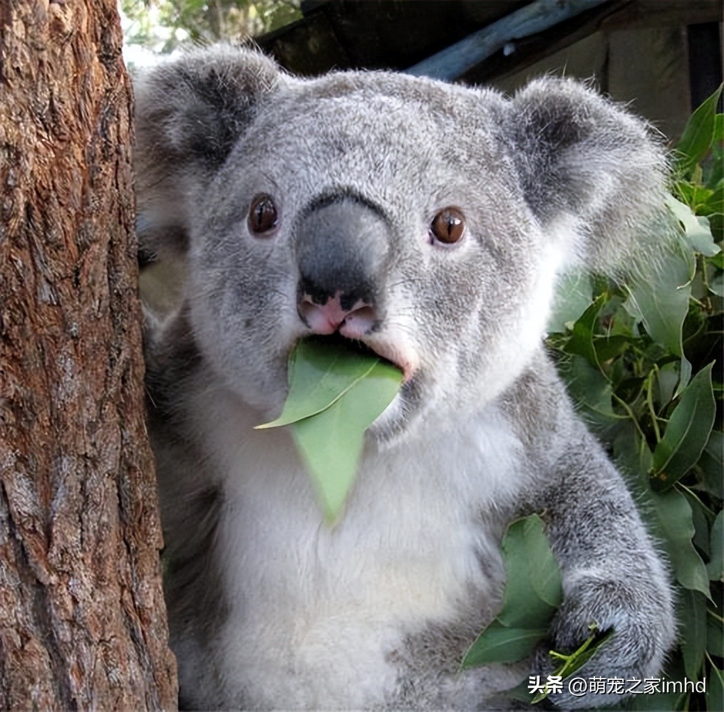 全球公认的十大国宝动物英文,中国十大顶级国宝动物