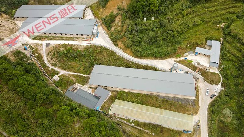 和温氏合作养1500头猪能赚多少钱,温氏养猪农户怎么合作