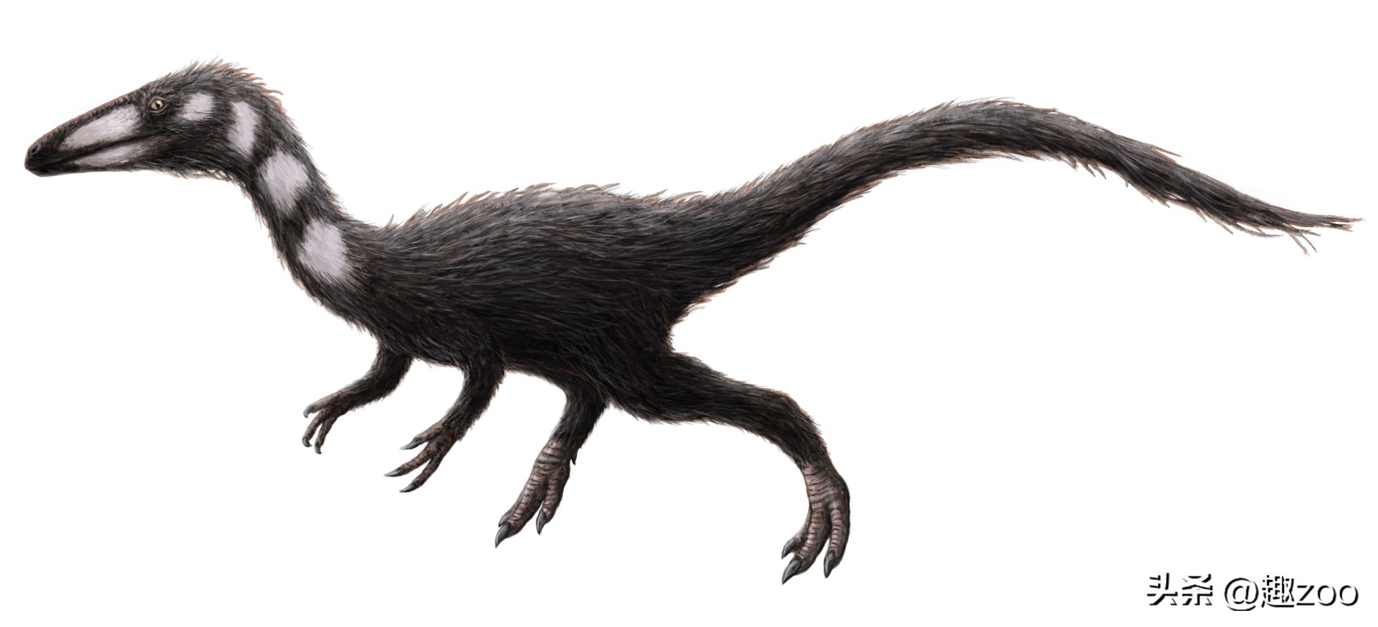 世界上有哪些著名的恐龙化石,世界十大恐龙巨龙排名