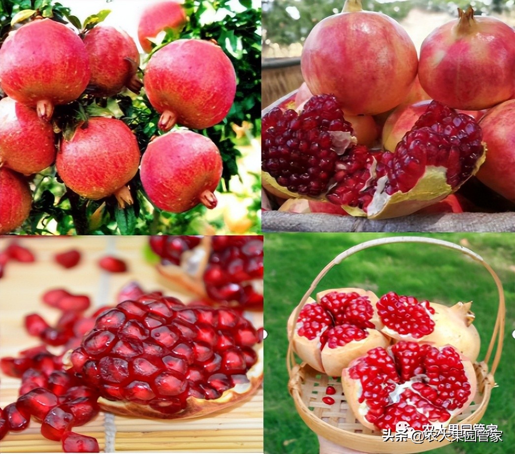 优质果树苗木品种介绍,最好的新品种苹果苗木