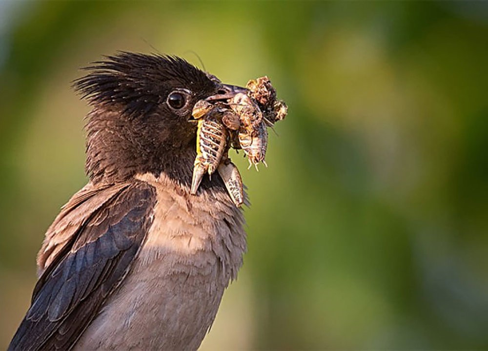 4000亿蝗虫怎么被消灭的,2000年新疆蝗虫是怎么灭的