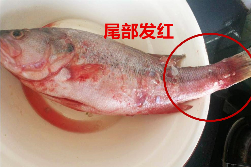 买鲈鱼肚子大的好还是小的好啊,为什么买的鲈鱼又宽又大