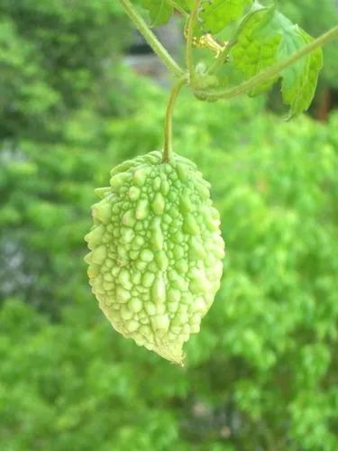 金铃儿在前期小时候的样子,金铃子故事