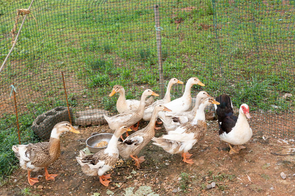 家禽磺胺药中毒怎么解毒最好,家禽中毒怎么解毒最好