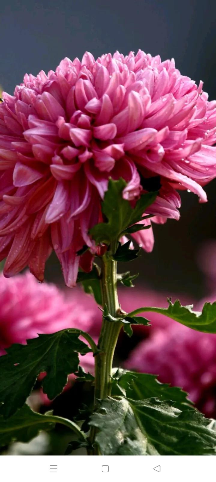 你的生日是哪种颜色的花,你的生日是几月对应什么花