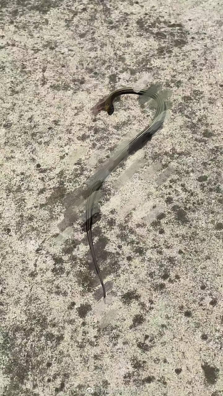 天气太热蛇被晒死,高温天气蛇会出来吗