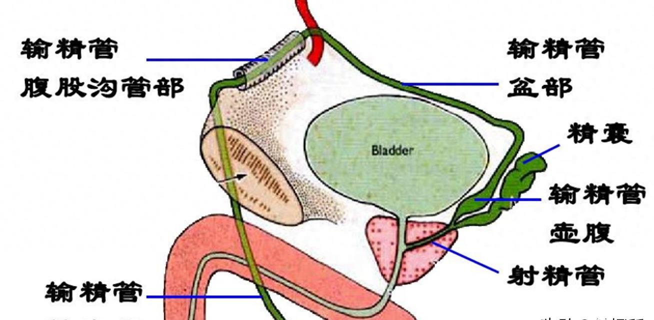精子的生命力有多强大,精子的8大秘密