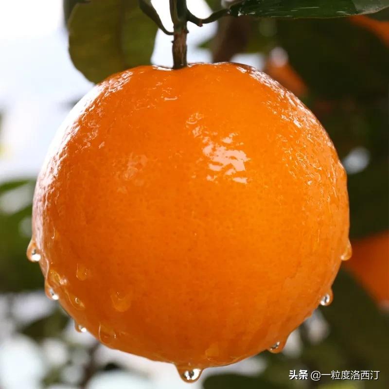 每日一读|接天莲叶无穷碧,映日荷花别样红