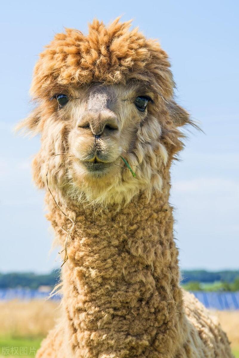 羊驼的习性和特点,羊驼为什么大家都说它傻