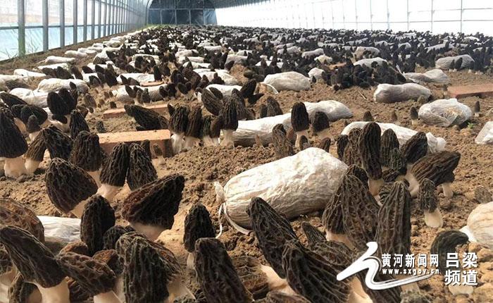 岚县农业转型打造品牌,岚县农业项目