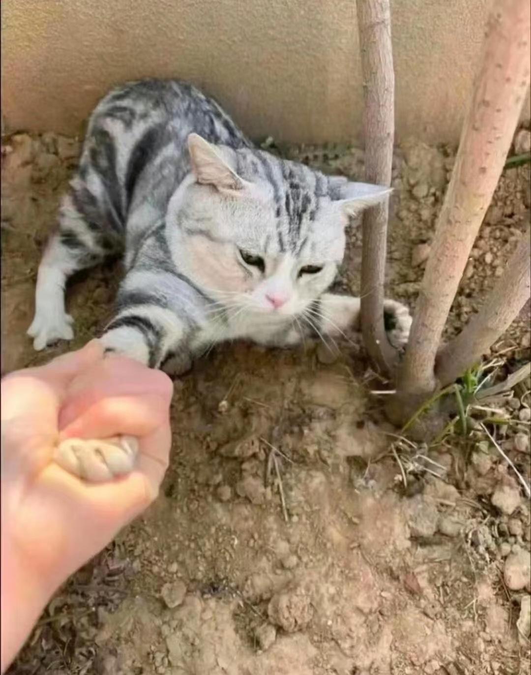 自从买了这个手机壳，我就经常找不到手机了