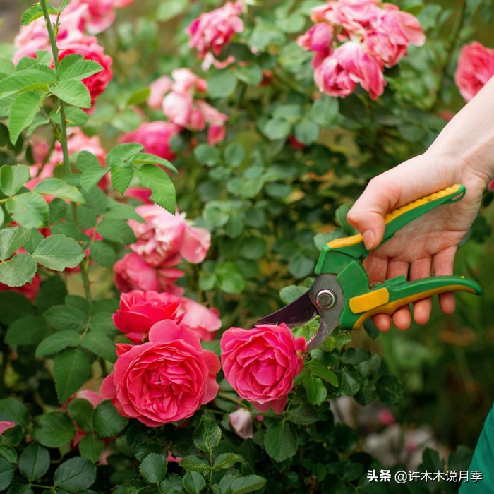 月季撸光叶子更好养？消灭病害的杀手锏，冬季清园的最后利器