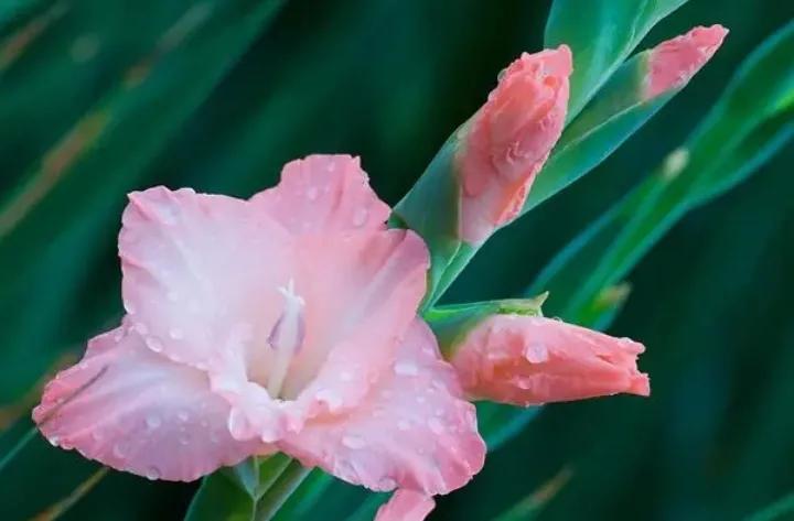 大红袍兰花是什么品种,兰花的品种什么最好