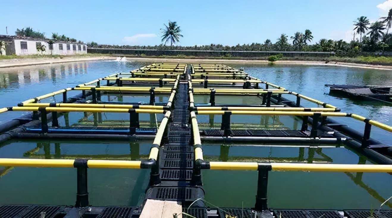 帆布网箱高密度养殖鲶鱼,网箱帆布养桂鱼哪种好些