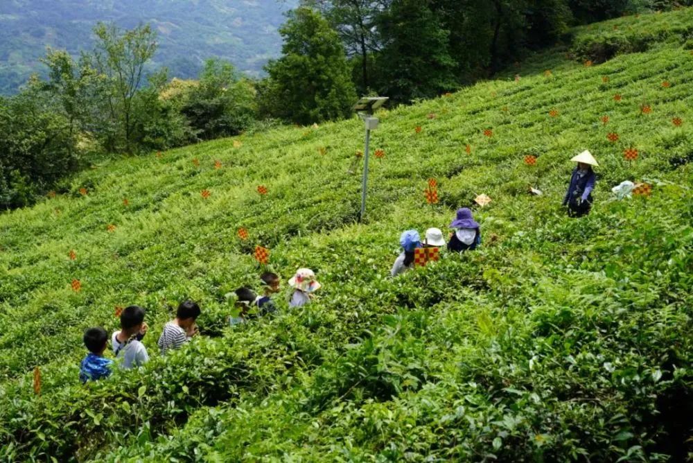 一所学校的办学特色,传统文化下的学校教育发展