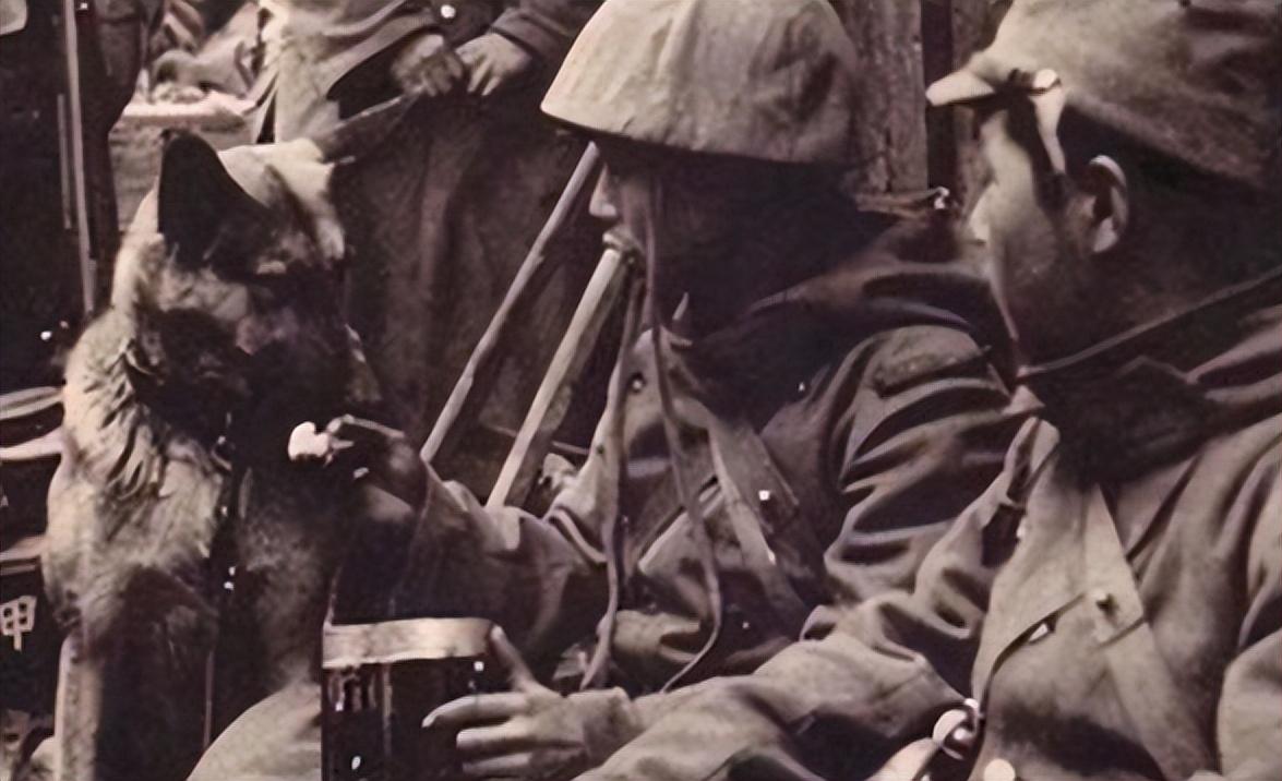 1939年日本狼狗部队,董翰良训练中国狼狗