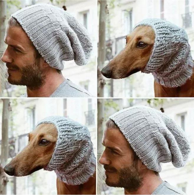 一只流浪狗被收留后成功的逆袭了,一只被遗弃狗狗的逆袭之路