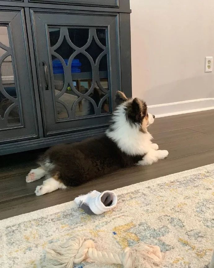 派出所警犬擦手,警犬被拿去擦手