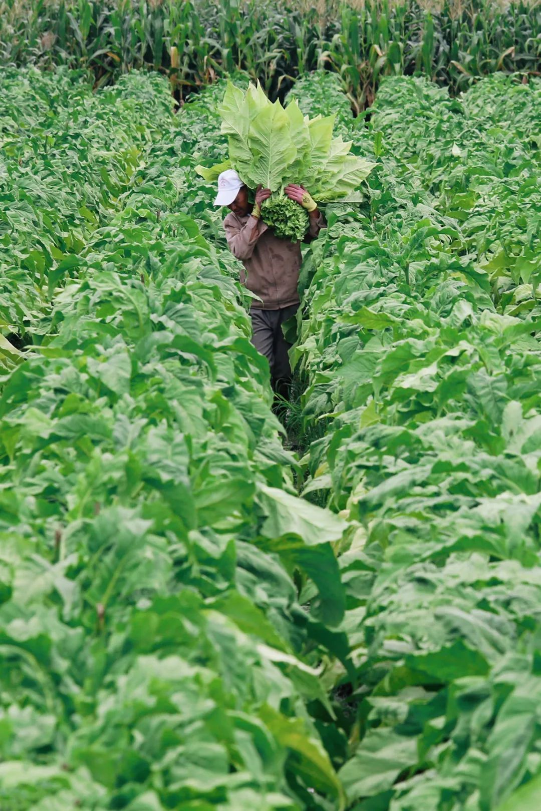 云南小曲清香型,云南小曲