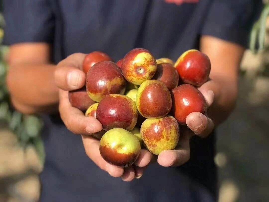 新疆瓜果为什么又甜又香,新疆种植的瓜果味道为什么特别甜