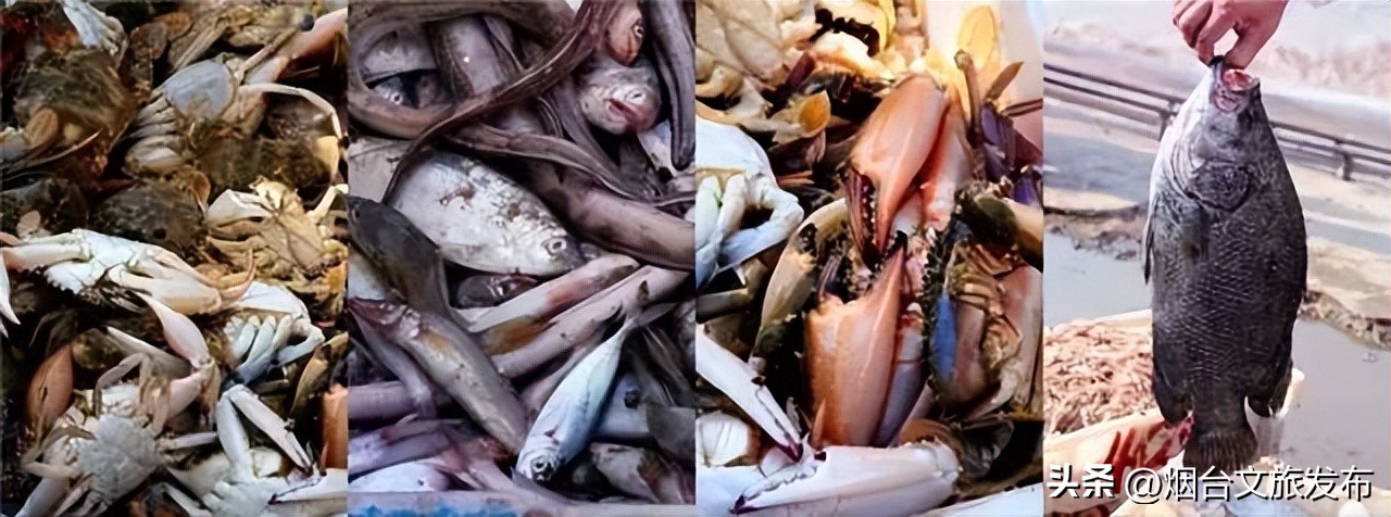 魅力海阳行,魅力新浦海阳