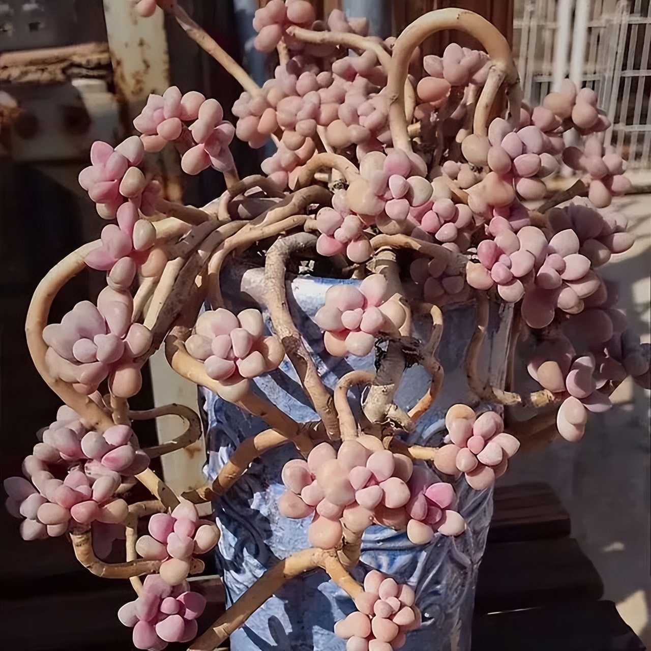 多肉桃蛋怎么养老桩,桃蛋多肉老桩