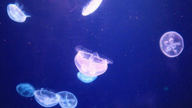 毕业季来环游嘉年华,毕业季到新的学校