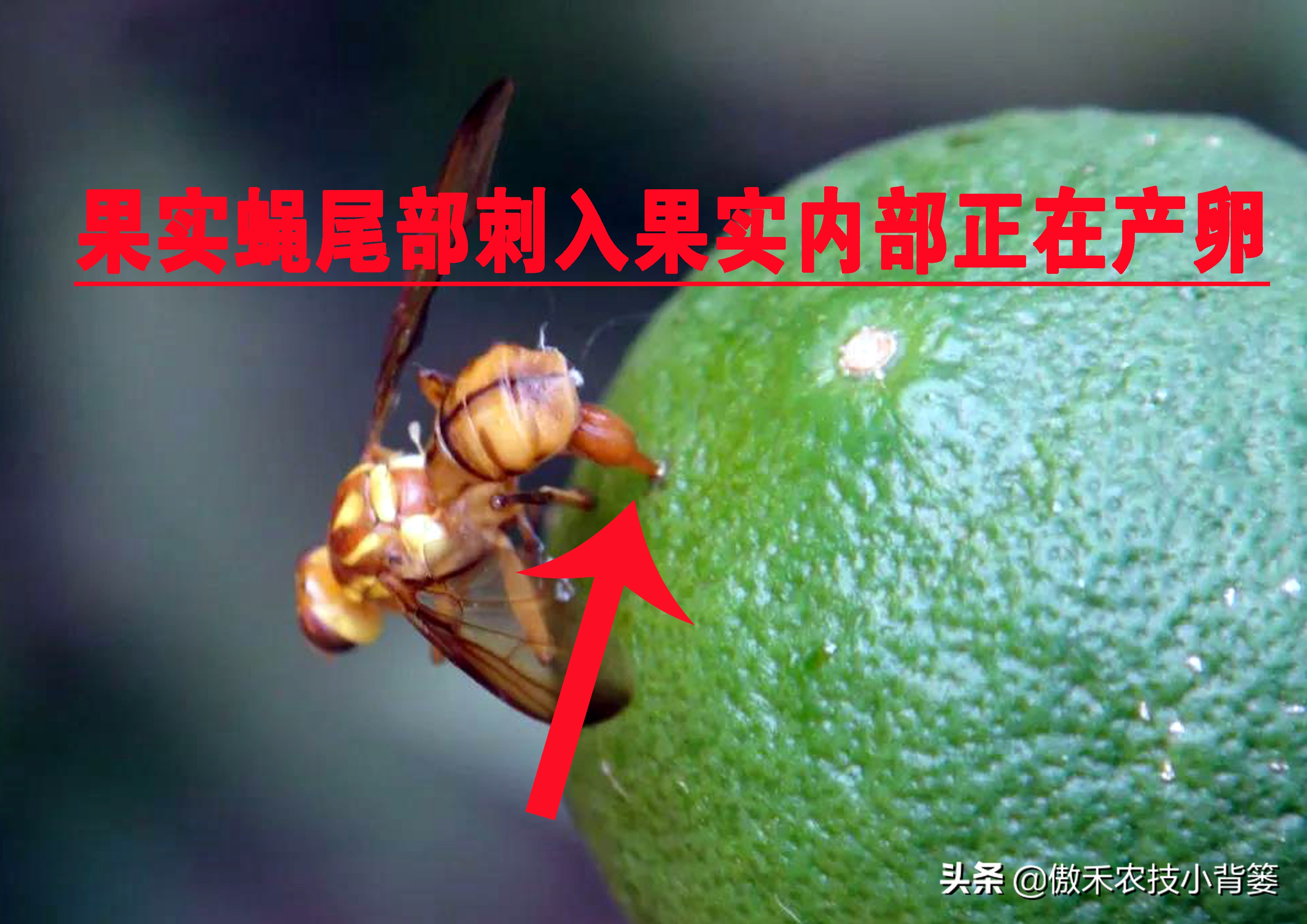 白酒能治瓜果蔬菜虫的方法,瓜果开始结果就有虫咬怎么办