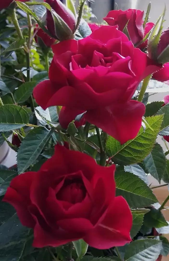 国色天香秀色可餐的美女 (秀色可餐与国色天香)