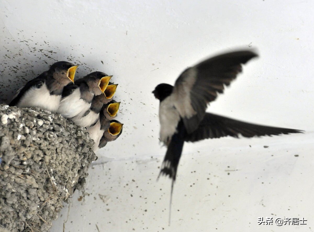 邻居家的燕子,可爱的燕子
