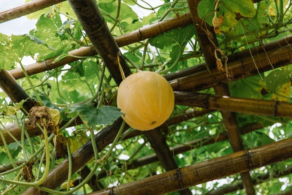 秋意渐浓，收藏十月咸宁的专属香气……