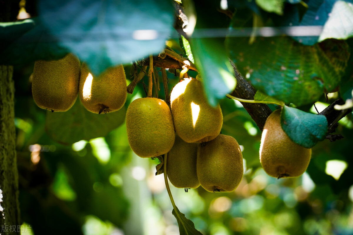 乡村振兴政策扶持项目有哪些,乡村振兴扶持的项目有哪些