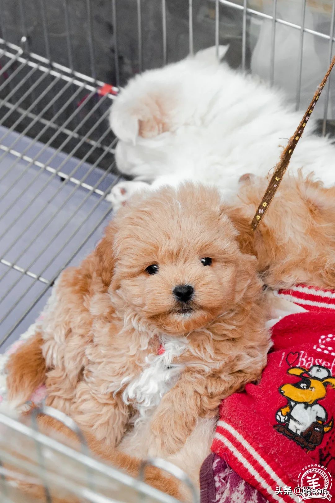 广州清平市场哪家好,清平市场攻略