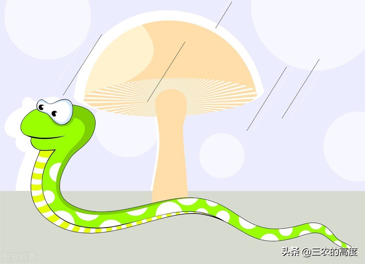 什么蛇最可怕蛇类大全,蛇类都害怕的蛇