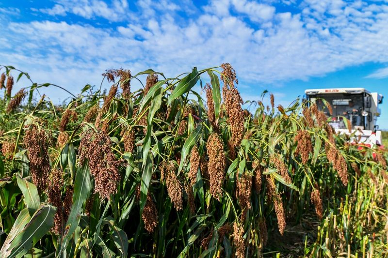 山西杏花村汾酒竹叶青45度多少钱,竹叶青十大名酒