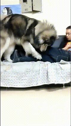 搞笑一刻：美女这波操作我还没见过，难道这样上车有什么说法？