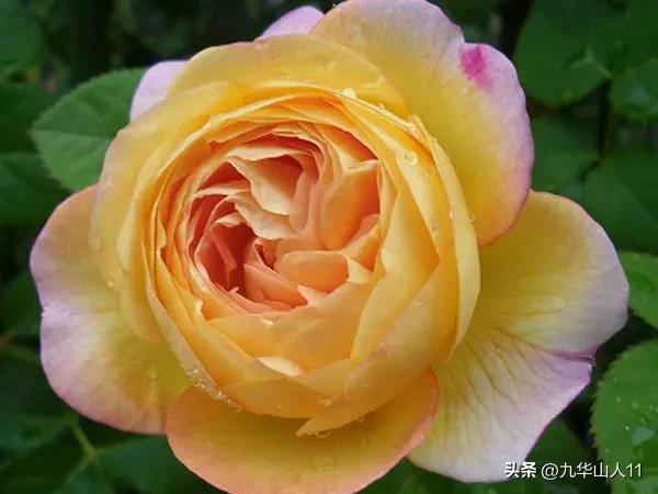 藤本月季品种列表,大红色藤本月季哪个品种好