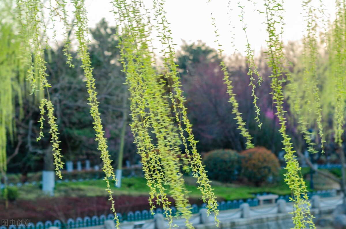 古诗词中柳代表什么,古诗词中有柳的诗句