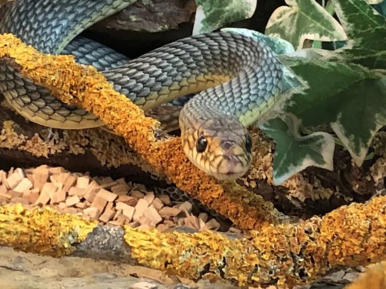 「原来欧洲有这么多种蛇？！」偷师卡塞尔的豢龙大师·下