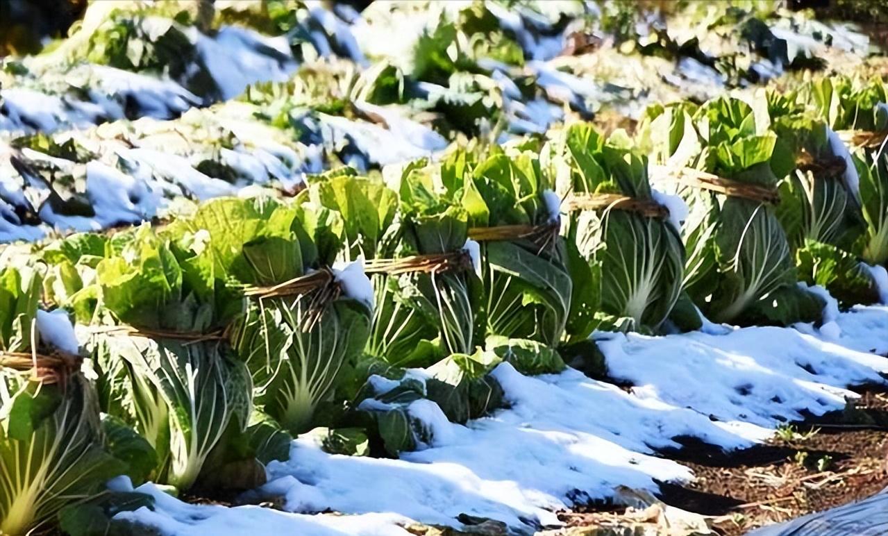 一颗白菜90元，韩国面临泡菜危机，山东小镇掌控韩国人泡菜自由