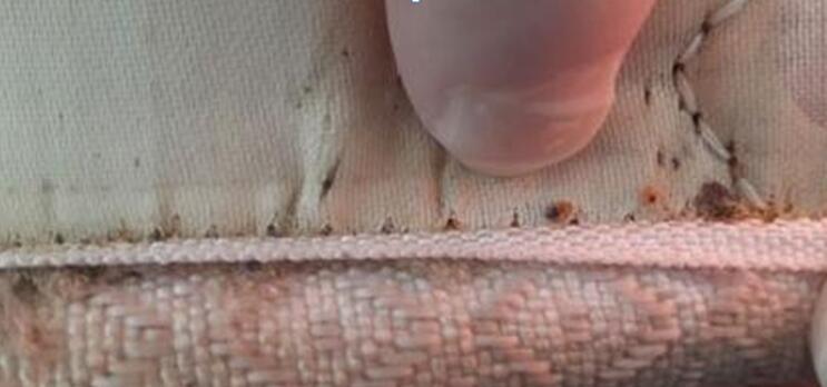 被臭虫爬过的被子能盖吗,臭虫爬过的被子带回家会繁殖吗