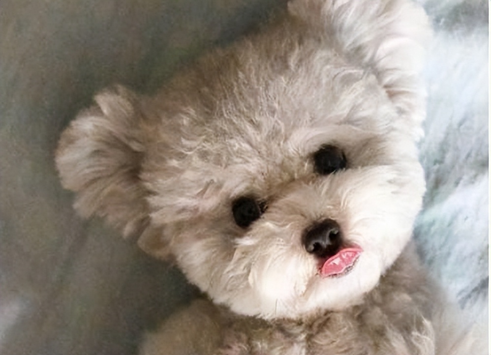 狗界三大颜值天花板,狗狗中颜值最高的是哪一种狗