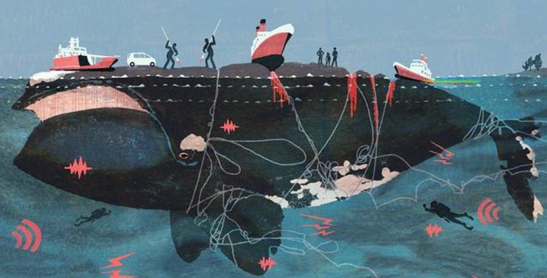 抹香鲸的粪便堪比黄金 (抹香鲸的排泄物真的是便便吗)