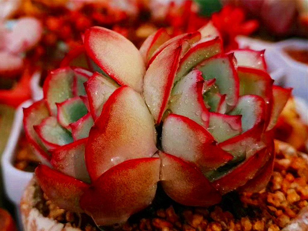 多肉变绿是怎么了,多肉总是绿绿的