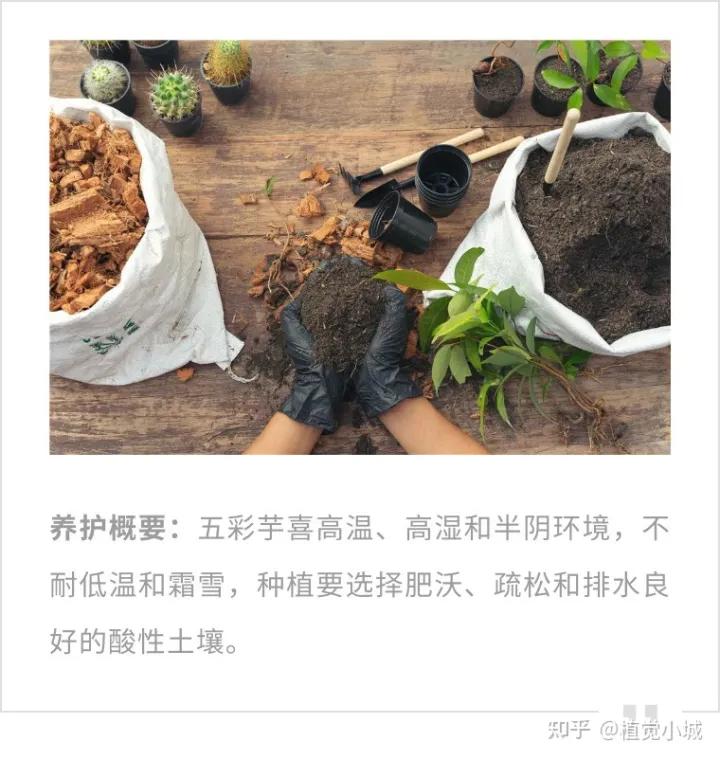 五彩芋类植物怎么养,五彩芋如何养护