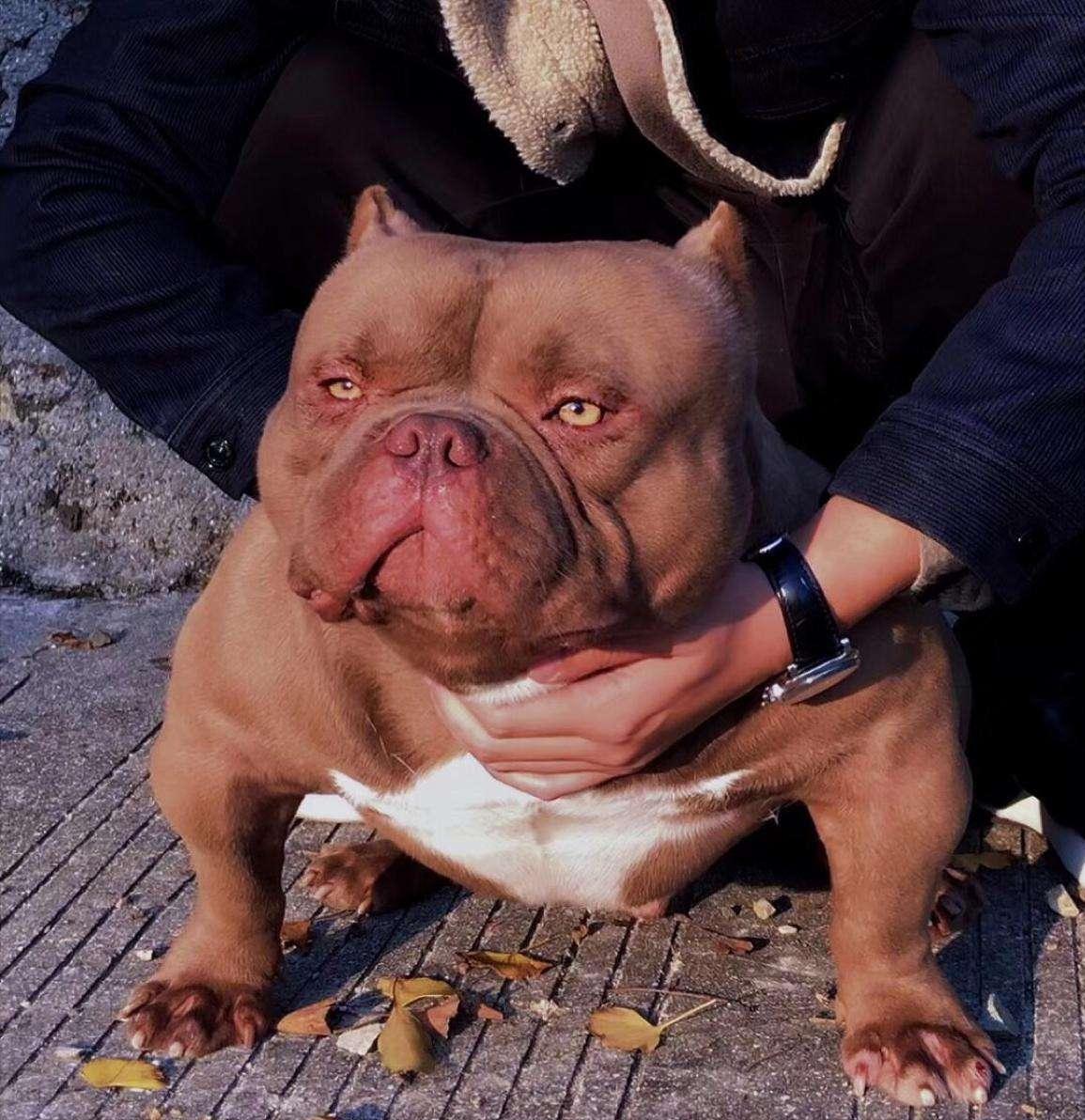 上狗区域禁养犬名单,哪些狗不在禁养犬名单