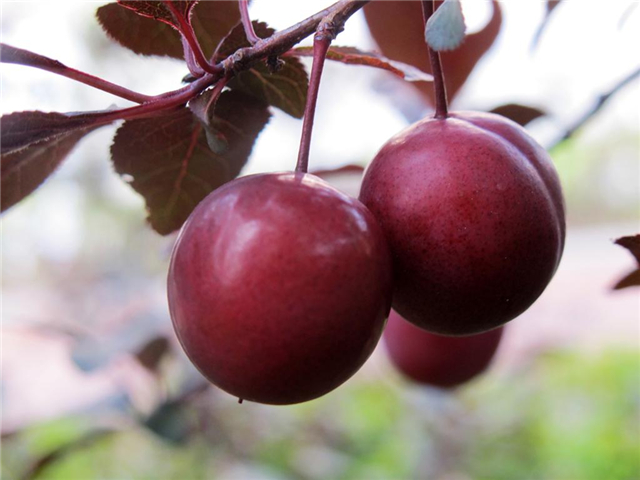 绿化带的水果吃了会怎么样,广东绿化带上的各种水果可以摘吗