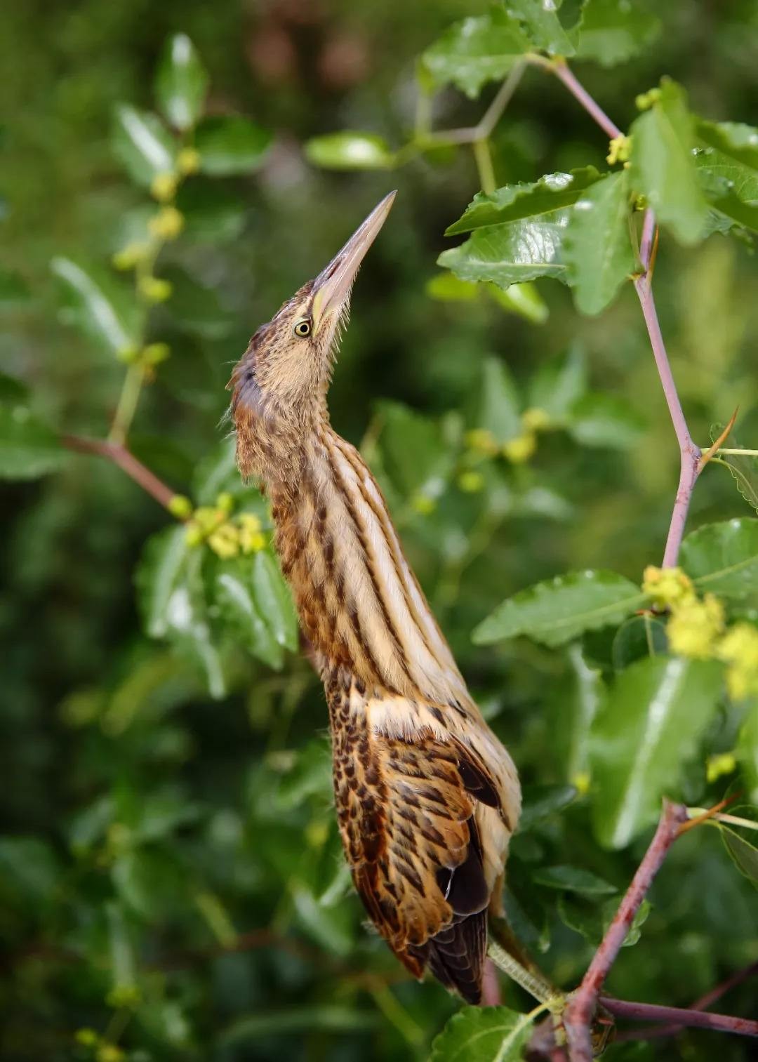 男子捡到怪鸟脖子,男子发现怪鸟在阳台脖子如纸片